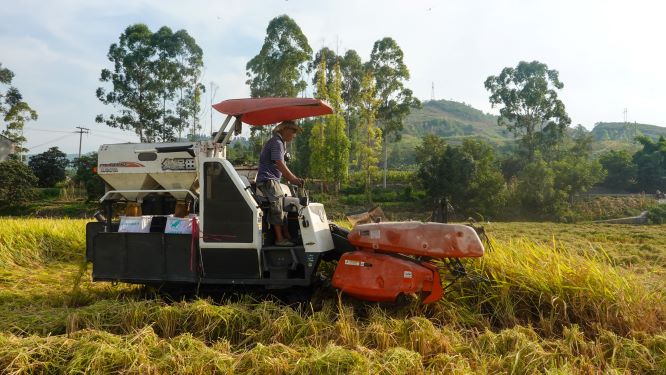 新场粮油园区正在进行水稻收割